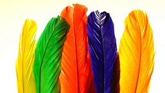 Feathers colors 3d