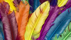 Feathers colors multicolor