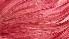 Feathers flamingos
