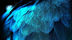 Feathers iridescence