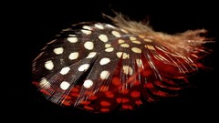Feathers macro Spotted