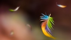 Feathers multicolor