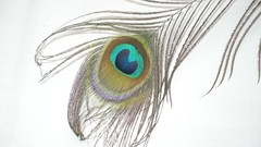 Feathers Peacocks
