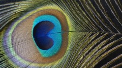 Feathers Peacocks Peafowl