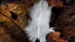 Feathers Plants macro nature