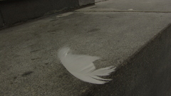 Feathers sidewalks
