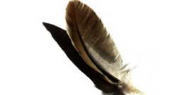 Feathers white background