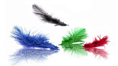 Feathers white background multicolor