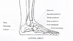 Feet anatomy
