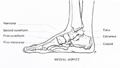 Feet anatomy