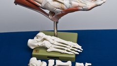 Feet anatomy muscles Bones