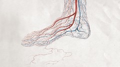 Feet blood vessels