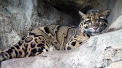 Feline clouded leopards