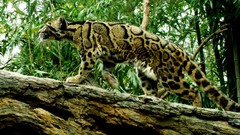 Feline clouded leopards