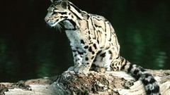 Feline clouded leopards