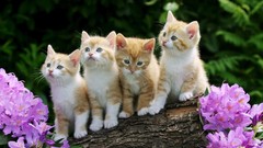 Feline Kittens cats