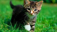 Feline Kittens cats Animals