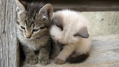 Feline Kittens pets cats