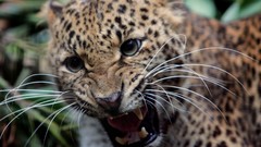 Feline teeth jaguars Animals