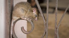 Fences Animals outdoors black