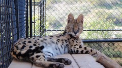 Fences Animals outdoors closed