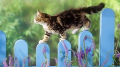 Fences cats Kittens depth
