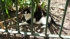 Fences cats sunlight animal