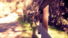Fences grass summer Plants