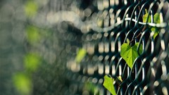 Fences leaves macro depth