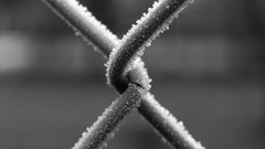 Fences little things