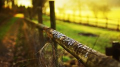 Fences paths depth of field