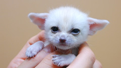 Fennec