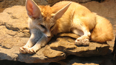 Fennec fox
