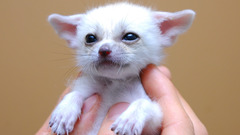 Fennec fox
