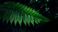 Ferns