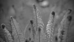Ferns grayscale