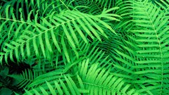 Ferns louisiana