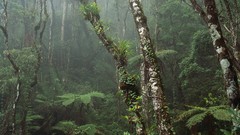 Ferns Malaysia mount national park forests
