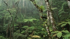 Ferns mount national park Rainforest