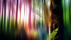 Ferns sunlight multicolor forests Photo manipulation