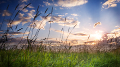 field clouds Plants sky grass blue