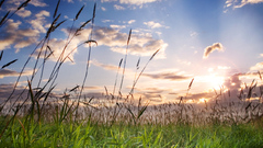 Field grass bent clouds