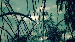 Field grass morning clouds