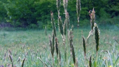 Field Green grass nature
