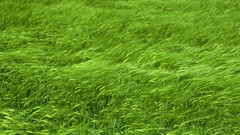 Field Green wheat spring More 3840x1080
