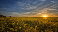 field landscape clouds sun Plants sunlight
