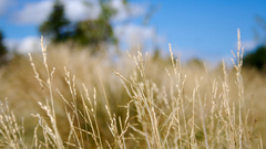 field macro bokeh Plants outdoors blue