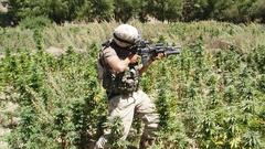 Field marijuana trooper Afghanistan defending