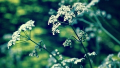 Field nature Green white