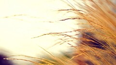 field nature outdoors macro blurred Plants